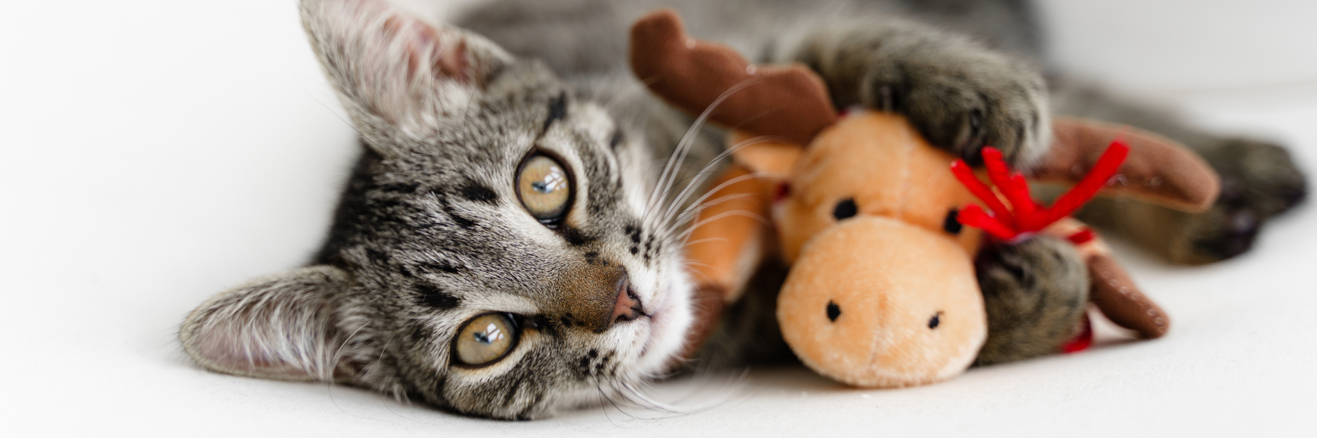 Holiday Pet banner