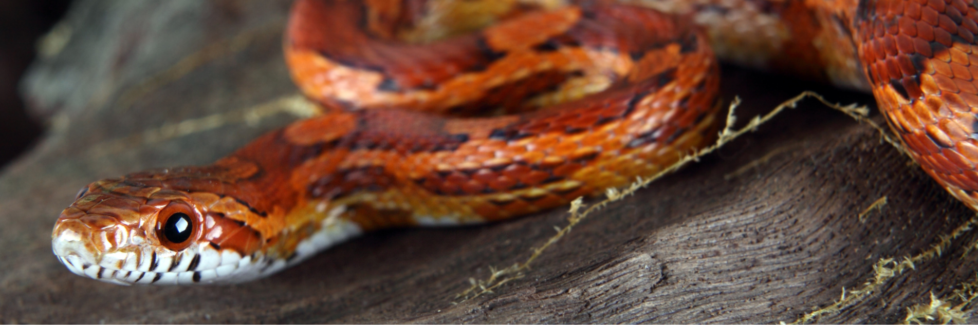 Snake banner