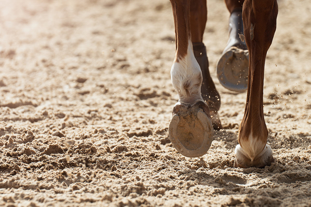 horse shoe