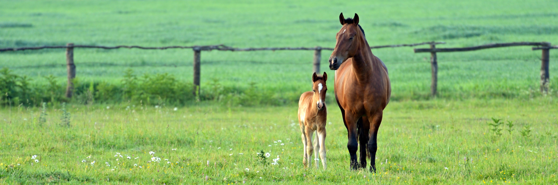 horses banner