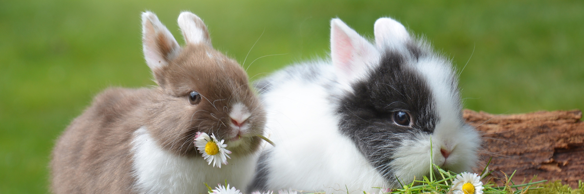 bunny banner